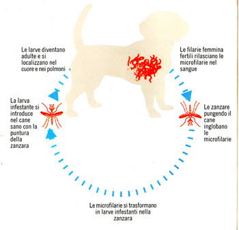 ciclo della Filaria