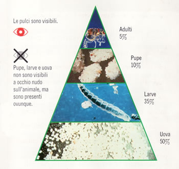 Ciclo riproduttivo della Pulce