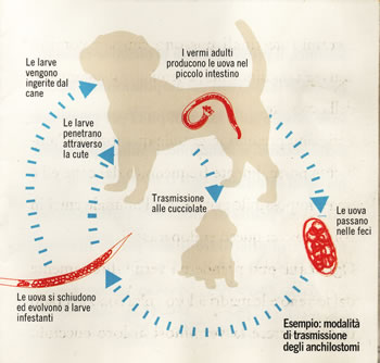 Ciclo riproduttivo delle verminosi più comuni