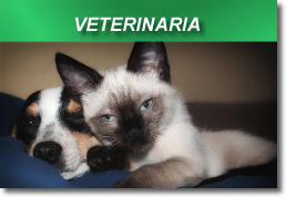 Veterinaria